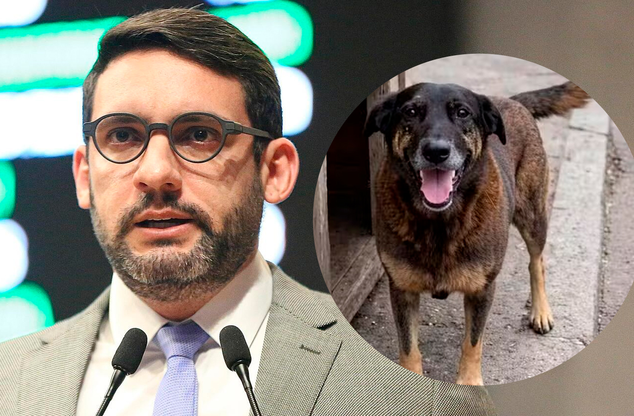 Romero Albuquerque propõe leis de proteção para animais comunitários após morte do cão Orelha.