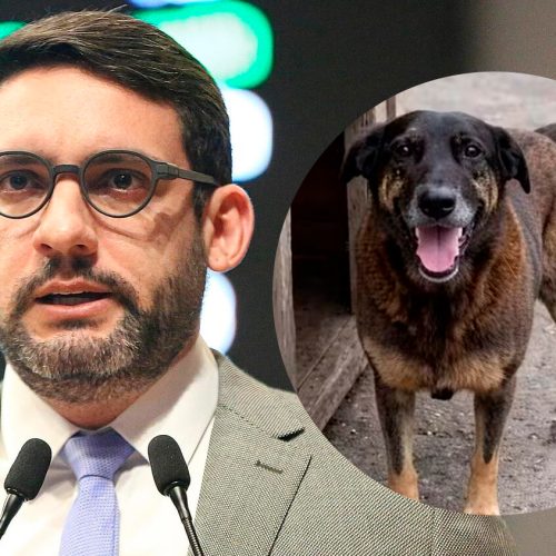 Romero Albuquerque propõe leis de proteção para animais comunitários após morte do cão Orelha.
