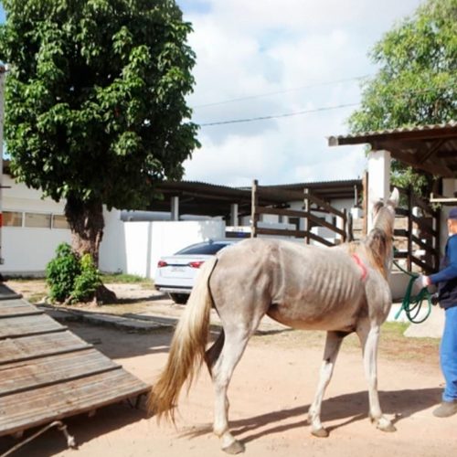 Prefeitura do Recife intensifica ações de fiscalização contra a tração animal.